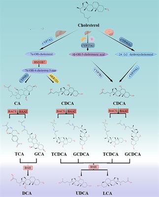 Bile acid signalling and its role in anxiety disorders